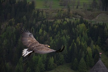 Курс «Финансовая свобода»